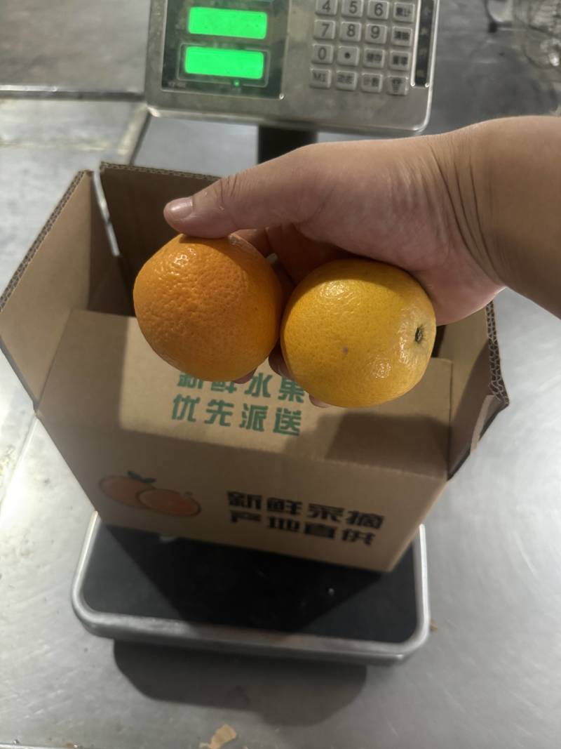 湖北夏橙，5月橙子，口感酸甜汁水多，快递代发