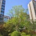 20公分国槐价格济宁曙光苗木基地直供1.2米标准土球