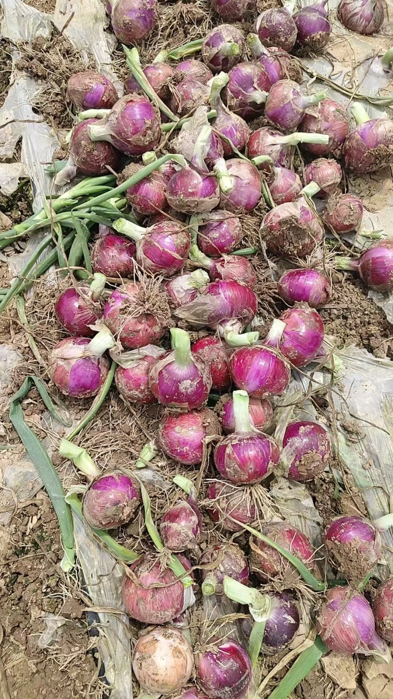 开封通许鲜洋葱产地直发货源充足支持各种规格