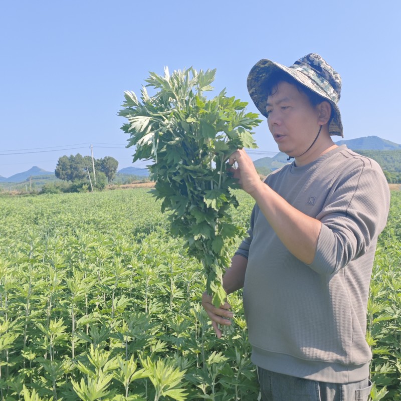 端午节新鲜艾草花环可一件代发可批发