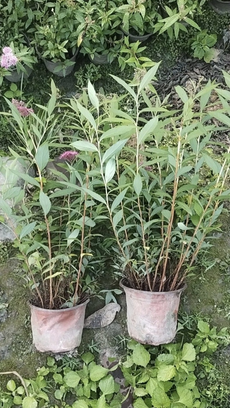 绣线菊容器苗，大小杯均有，高度20，30，40厘米，直销