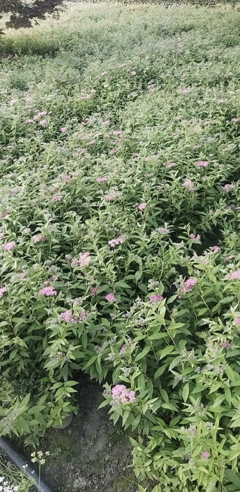 绣线菊容器苗，大小杯均有，高度20，30，40厘米，直销