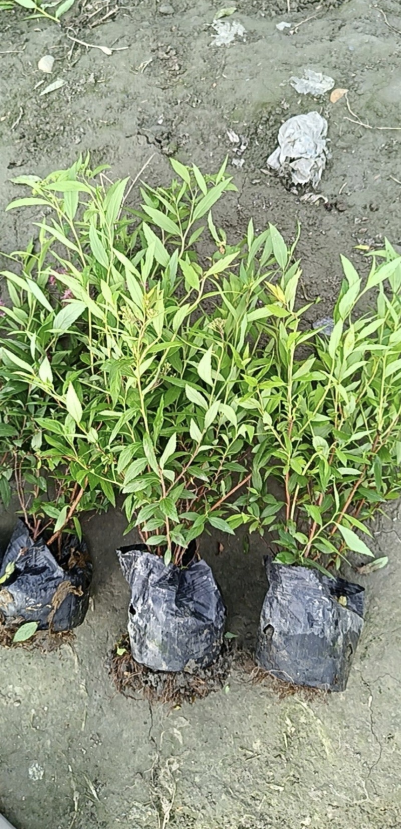 绣线菊容器苗，大小杯均有，高度20，30，40厘米，直销