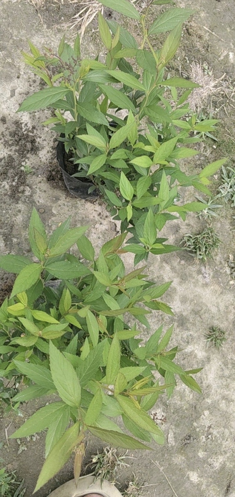 绣线菊容器苗，大小杯均有，高度20，30，40厘米，直销
