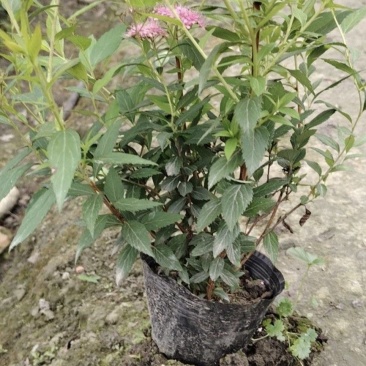 绣线菊容器苗，大小杯均有，高度20，30，40厘米，直销