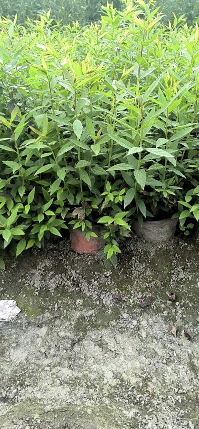 绣线菊容器苗，大小杯均有，高度20，30，40厘米，直销
