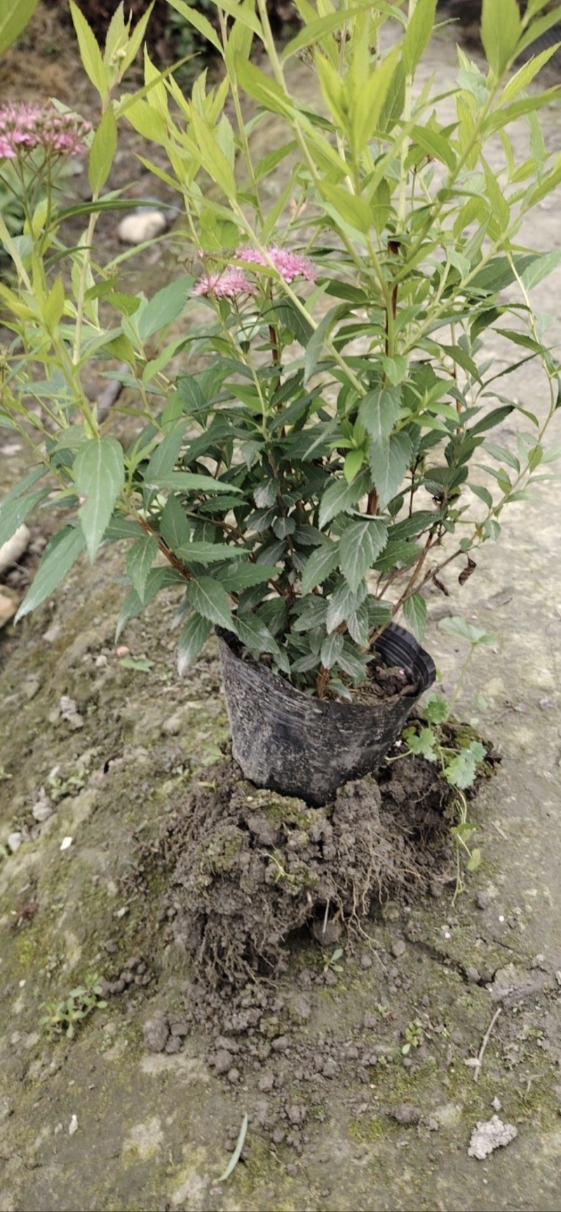 绣线菊容器苗，大小杯均有，高度20，30，40厘米，直销
