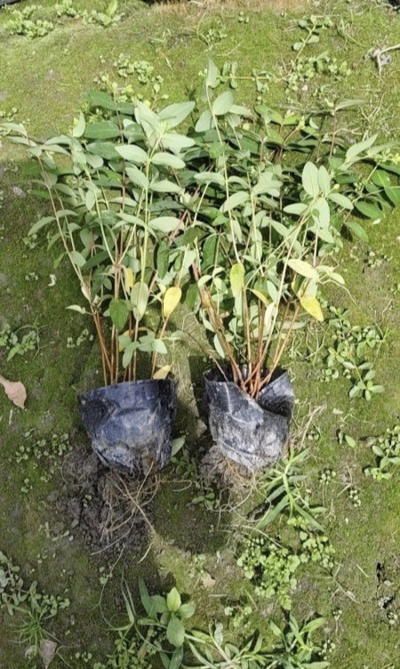 金丝桃苗，基地常年批发，各种规格，大量出售