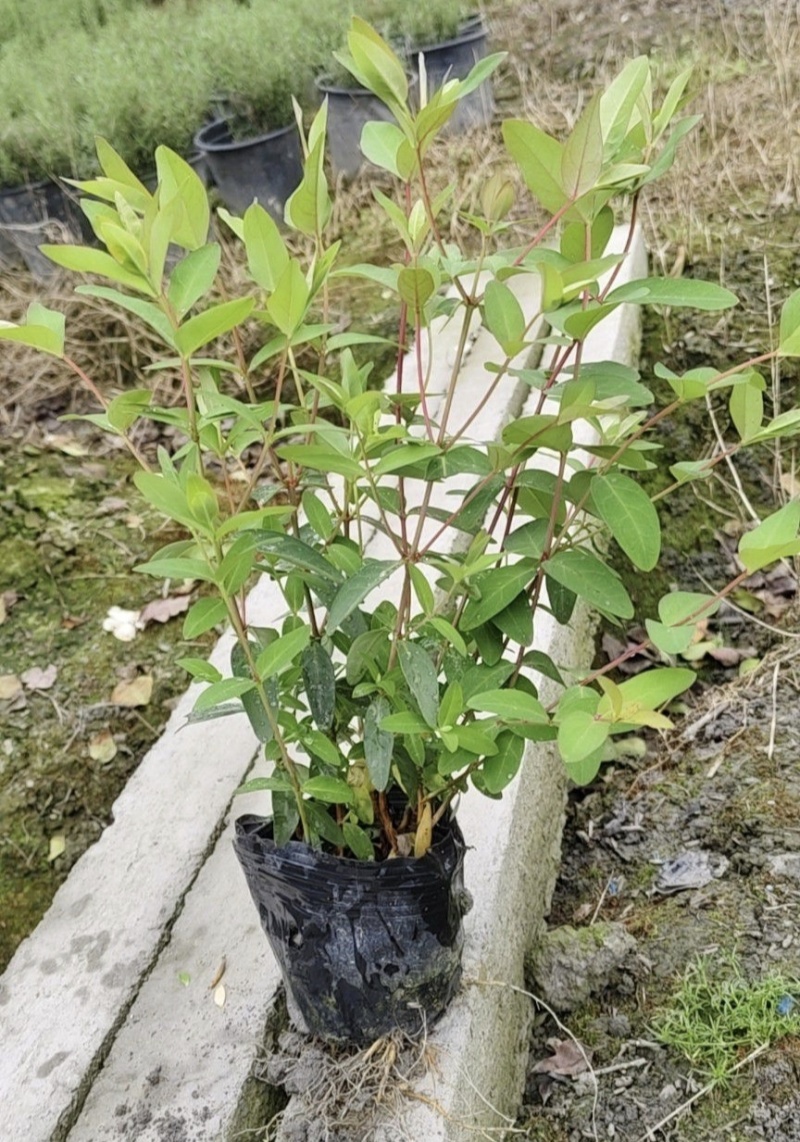 金丝桃苗，基地常年批发，各种规格，大量出售