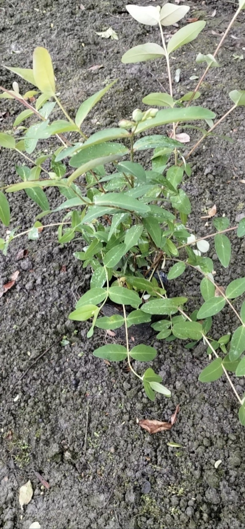 金丝桃苗，基地常年批发，各种规格，大量出售