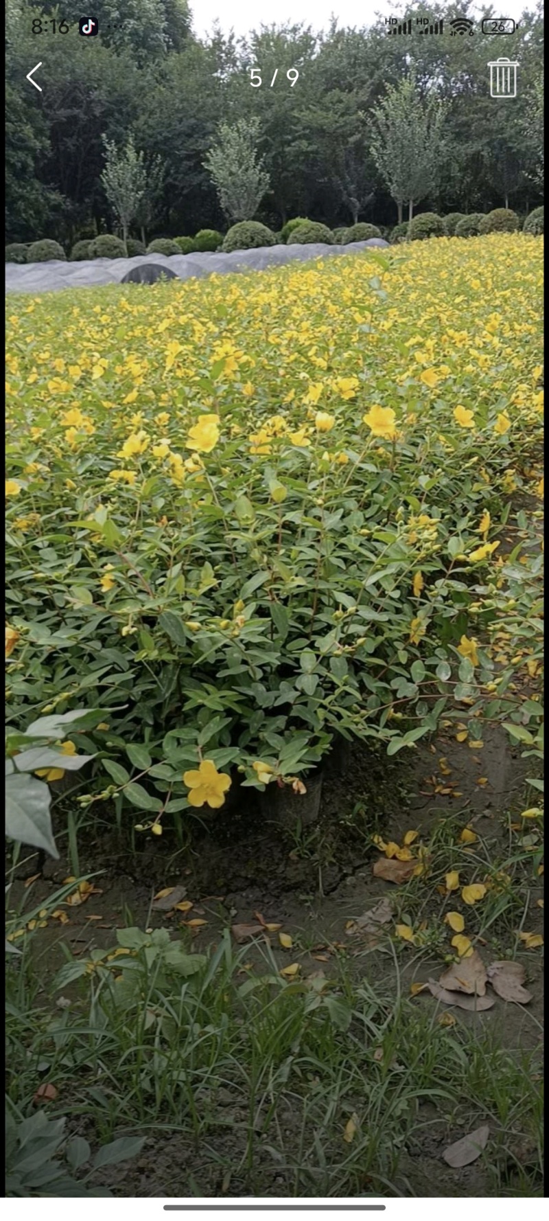 金丝桃苗，基地常年批发，各种规格，大量出售