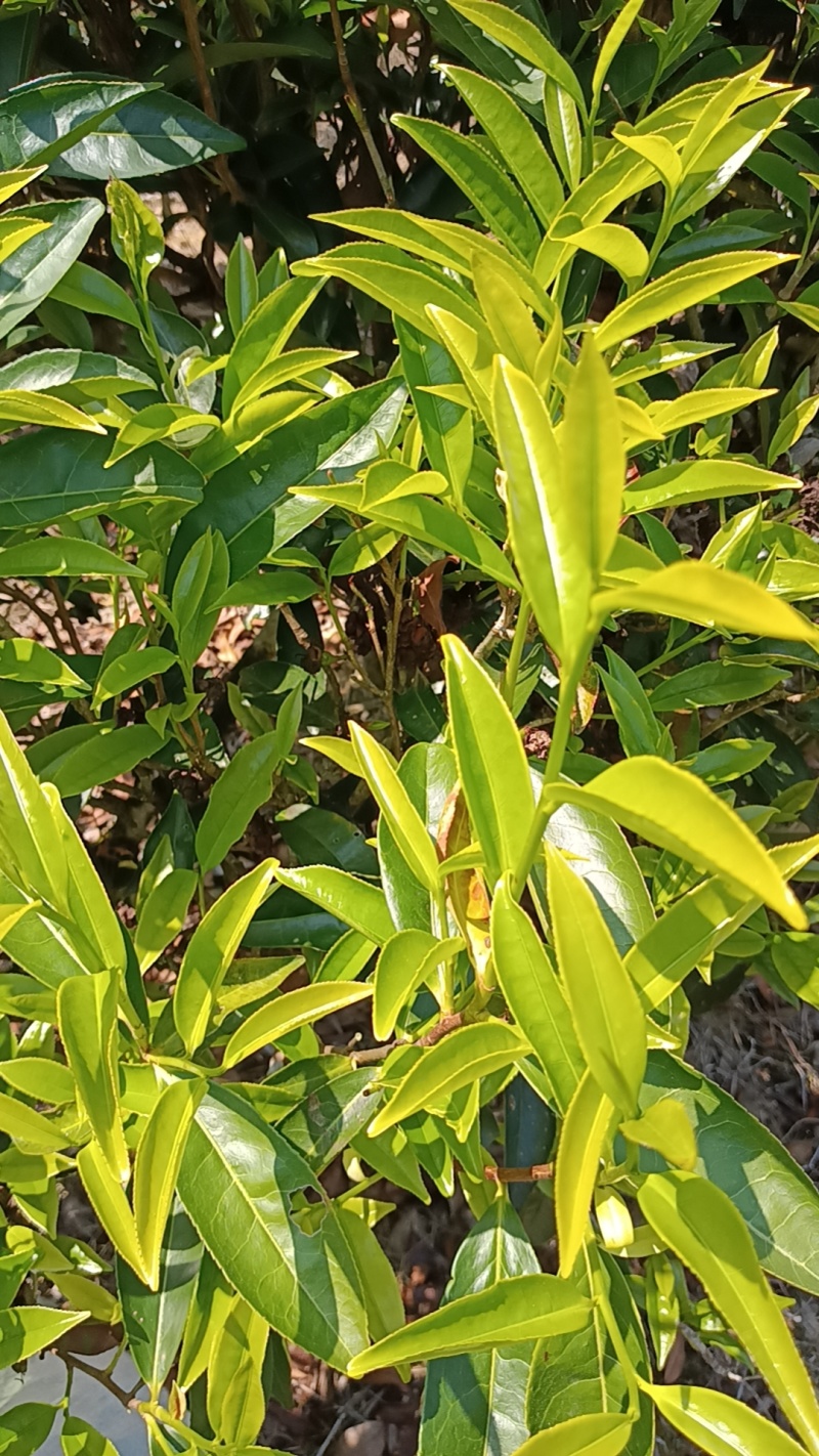 乌龙茶原产地农户自产自销