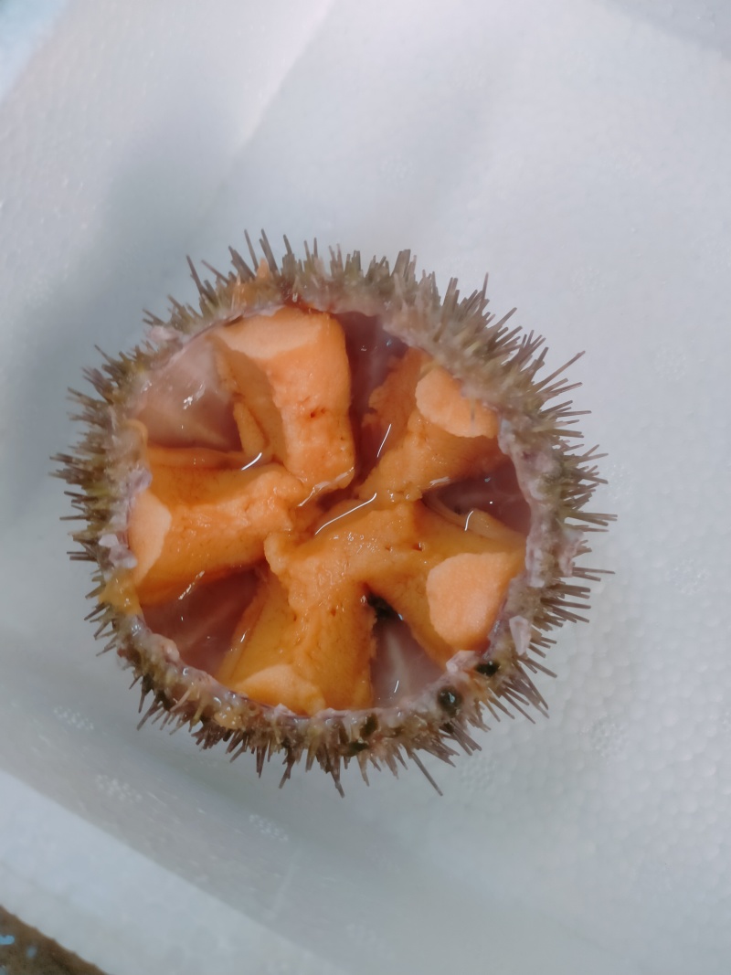 马粪海胆
