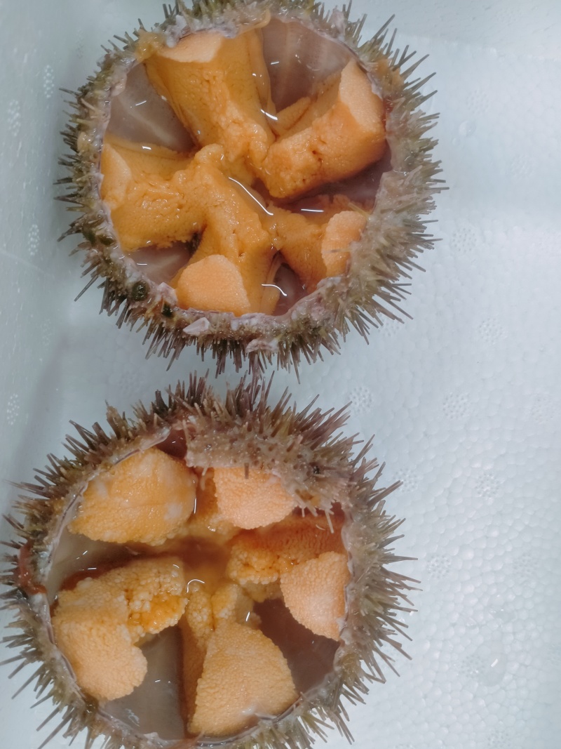 马粪海胆