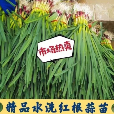 蒜苗红根蒜苗新鲜现抜产地直供一手货源量大从优欢迎来电