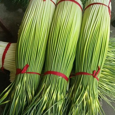 蒜苔白冒蒜苔新鲜翠嫩产地直供量大从优一手货源欢迎来电