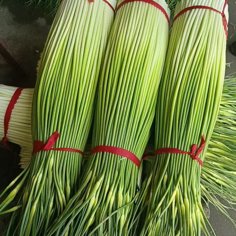 蒜苔白冒蒜苔新鲜翠嫩产地直供量大从优一手货源欢迎来电