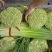 蒜苔白冒蒜苔新鲜翠嫩产地直供量大从优一手货源欢迎来电