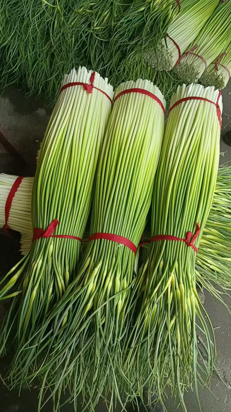 蒜苔白冒蒜苔新鲜翠嫩产地直供量大从优一手货源欢迎来电