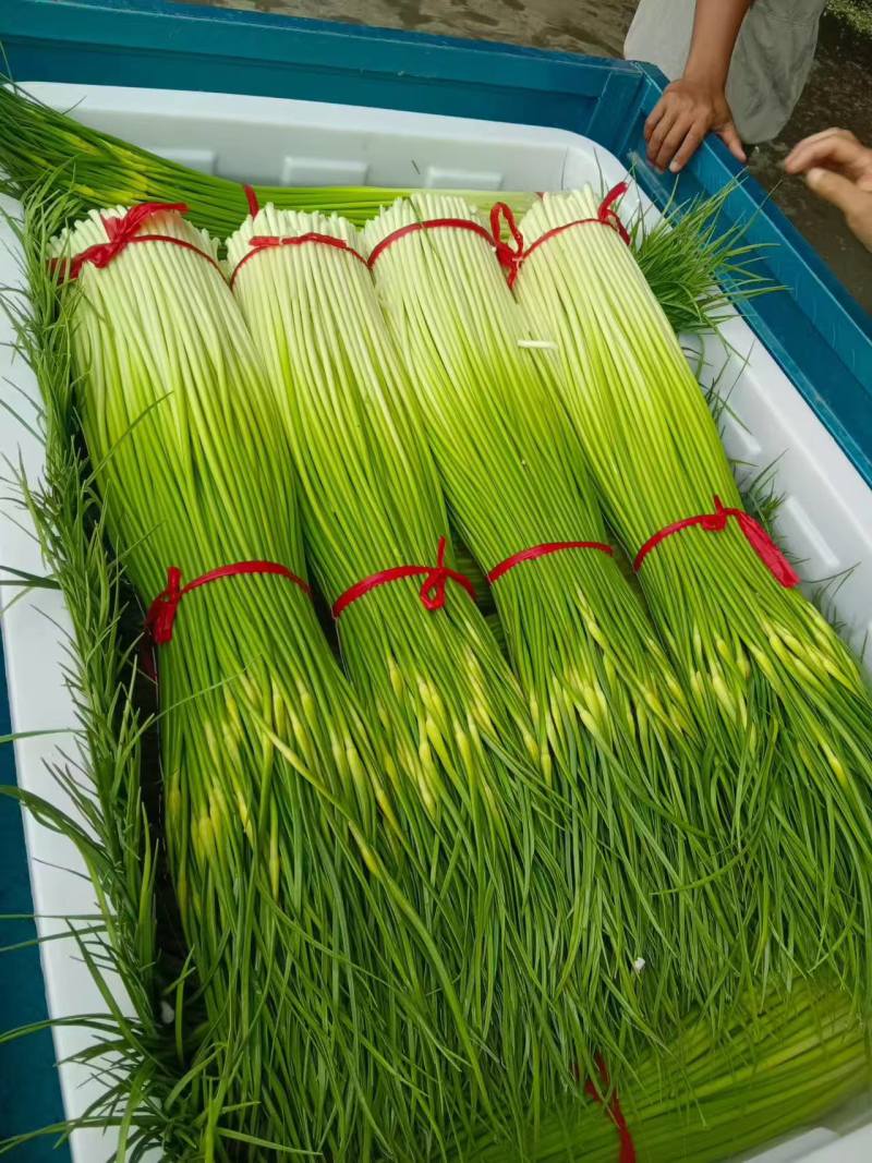 蒜苔白冒蒜苔新鲜翠嫩产地直供量大从优一手货源欢迎来电