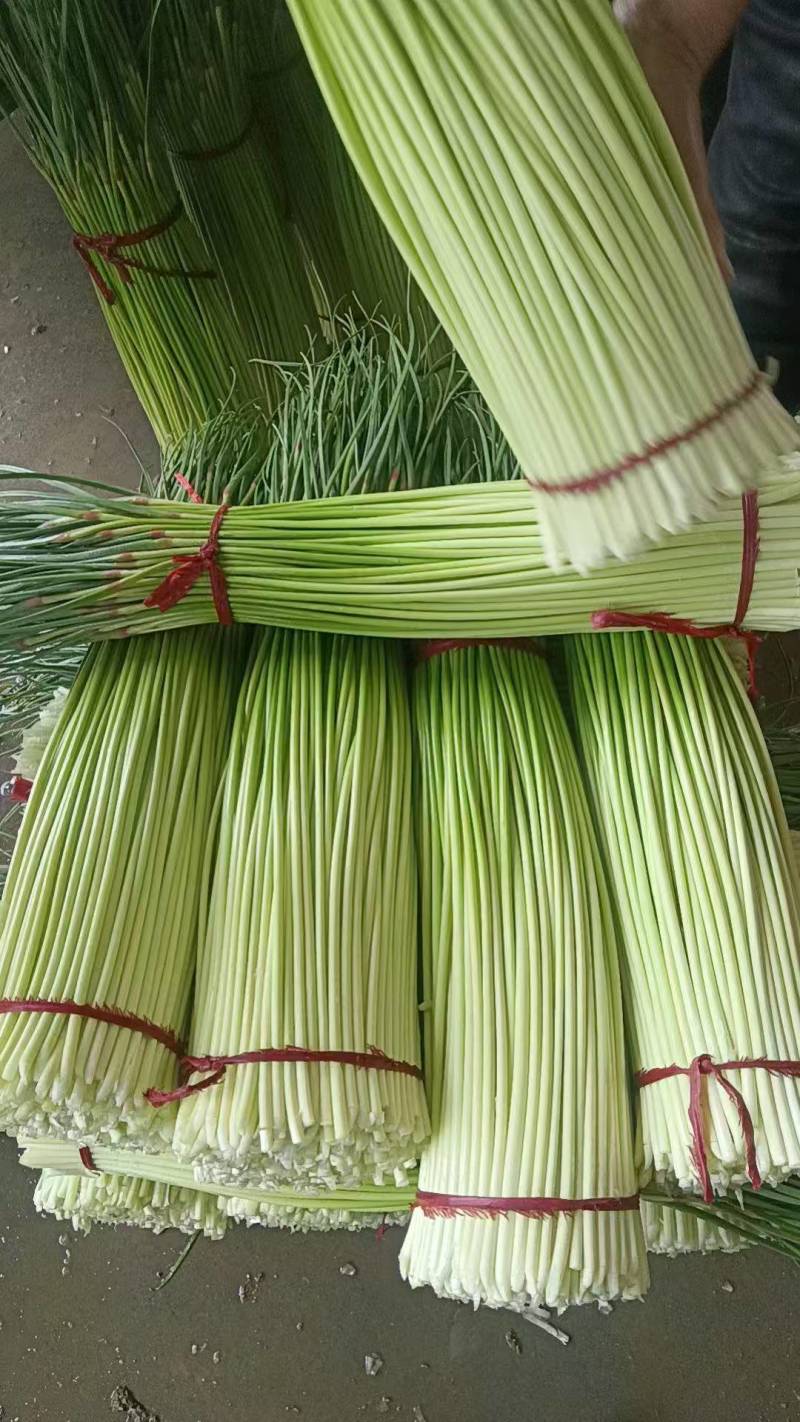 蒜苔白冒蒜苔新鲜翠嫩产地直供量大从优一手货源欢迎来电