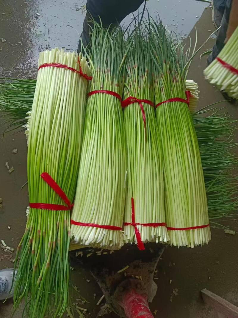蒜苔白冒蒜苔新鲜翠嫩产地直供量大从优一手货源欢迎来电