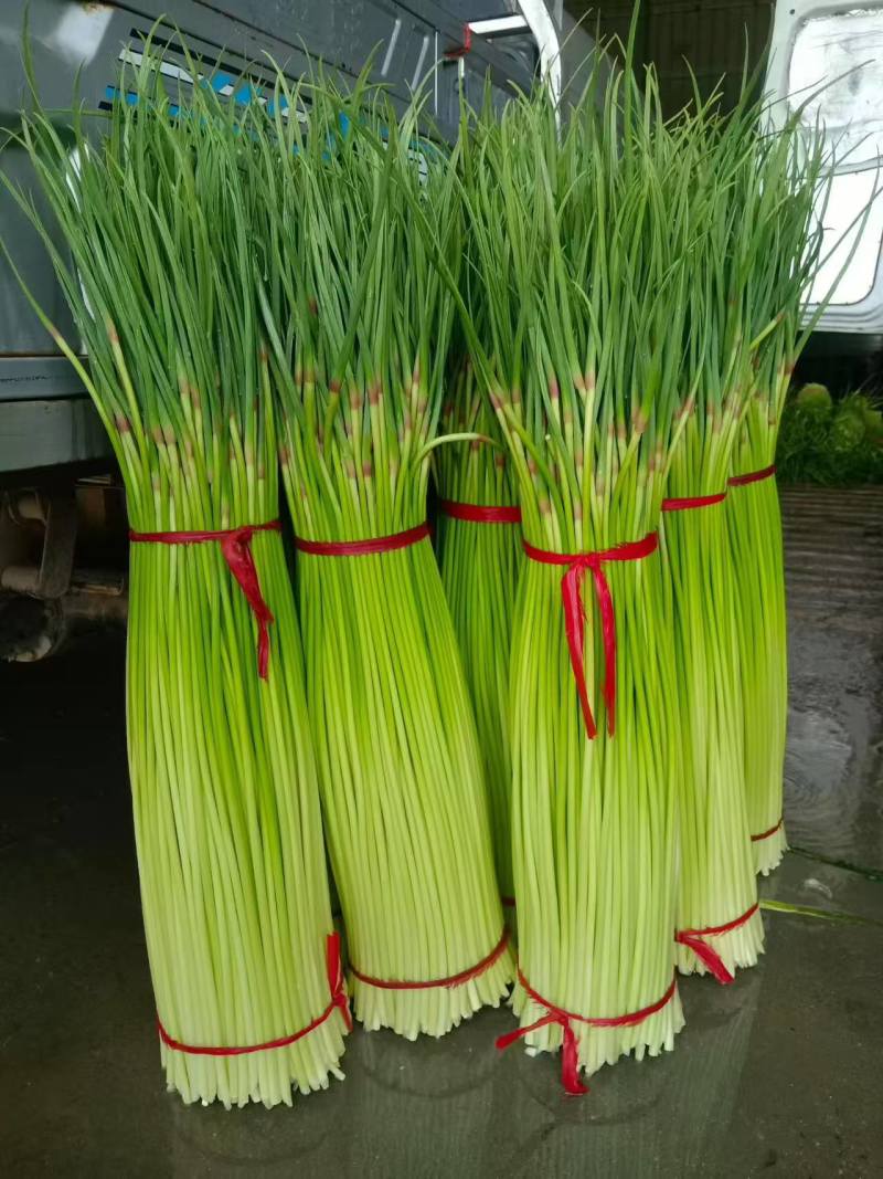 蒜苔白冒蒜苔新鲜翠嫩产地直供量大从优一手货源欢迎来电