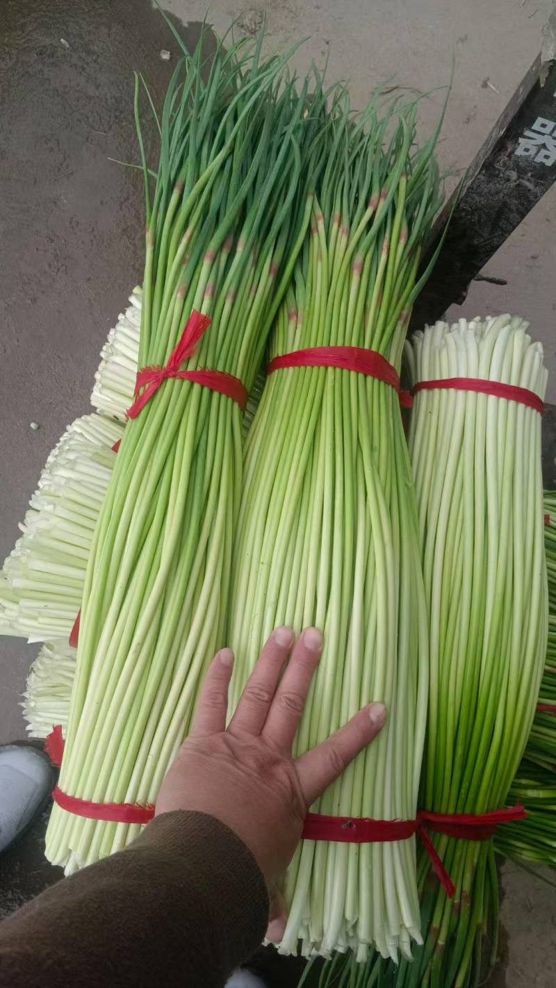 蒜苔白冒蒜苔新鲜翠嫩产地直供量大从优一手货源欢迎来电