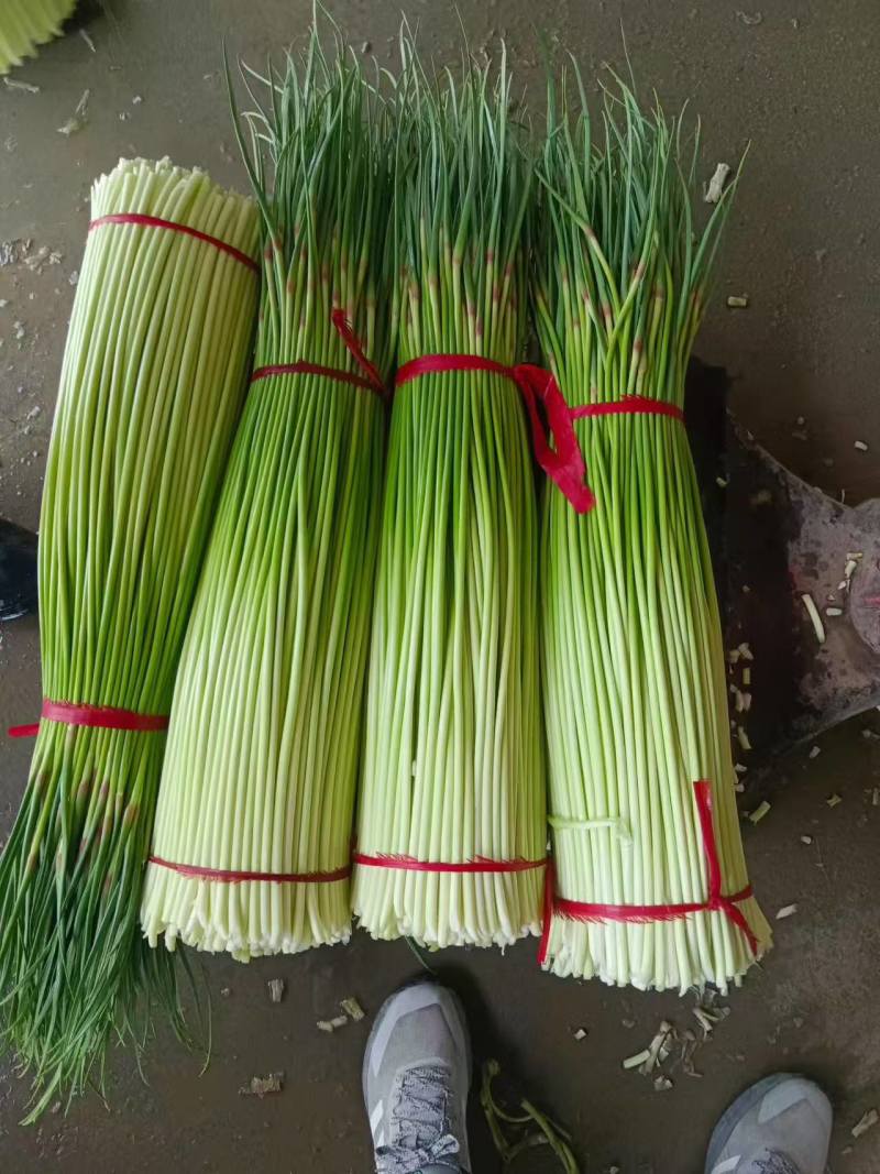 蒜苔白冒蒜苔新鲜翠嫩产地直供量大从优一手货源欢迎来电