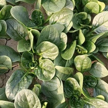 菠菜趴地菠菜新鲜现挖产地直供量大从优一手货源欢迎来电