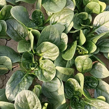 菠菜趴地菠菜新鲜现挖产地直供量大从优一手货源欢迎来电