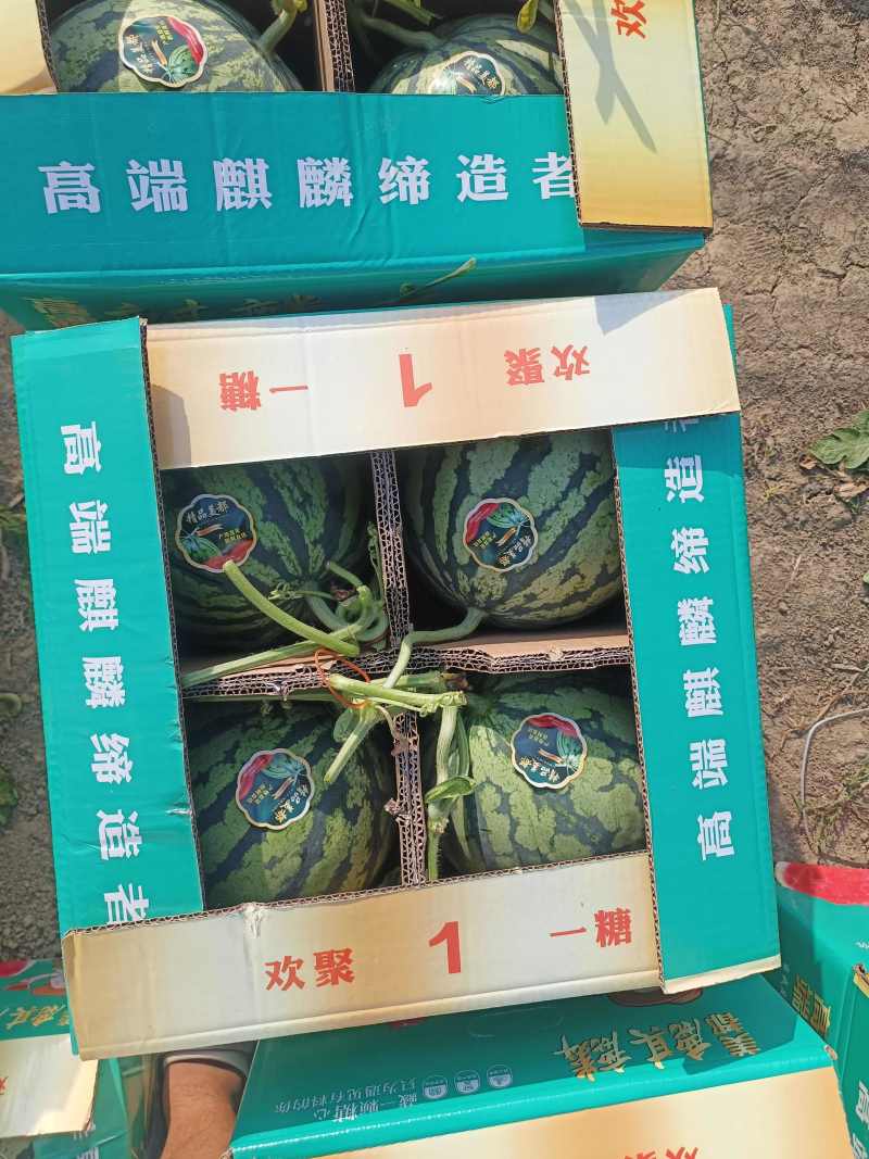 美都西瓜无籽美都麒麟西瓜货源稳定代收代发全国