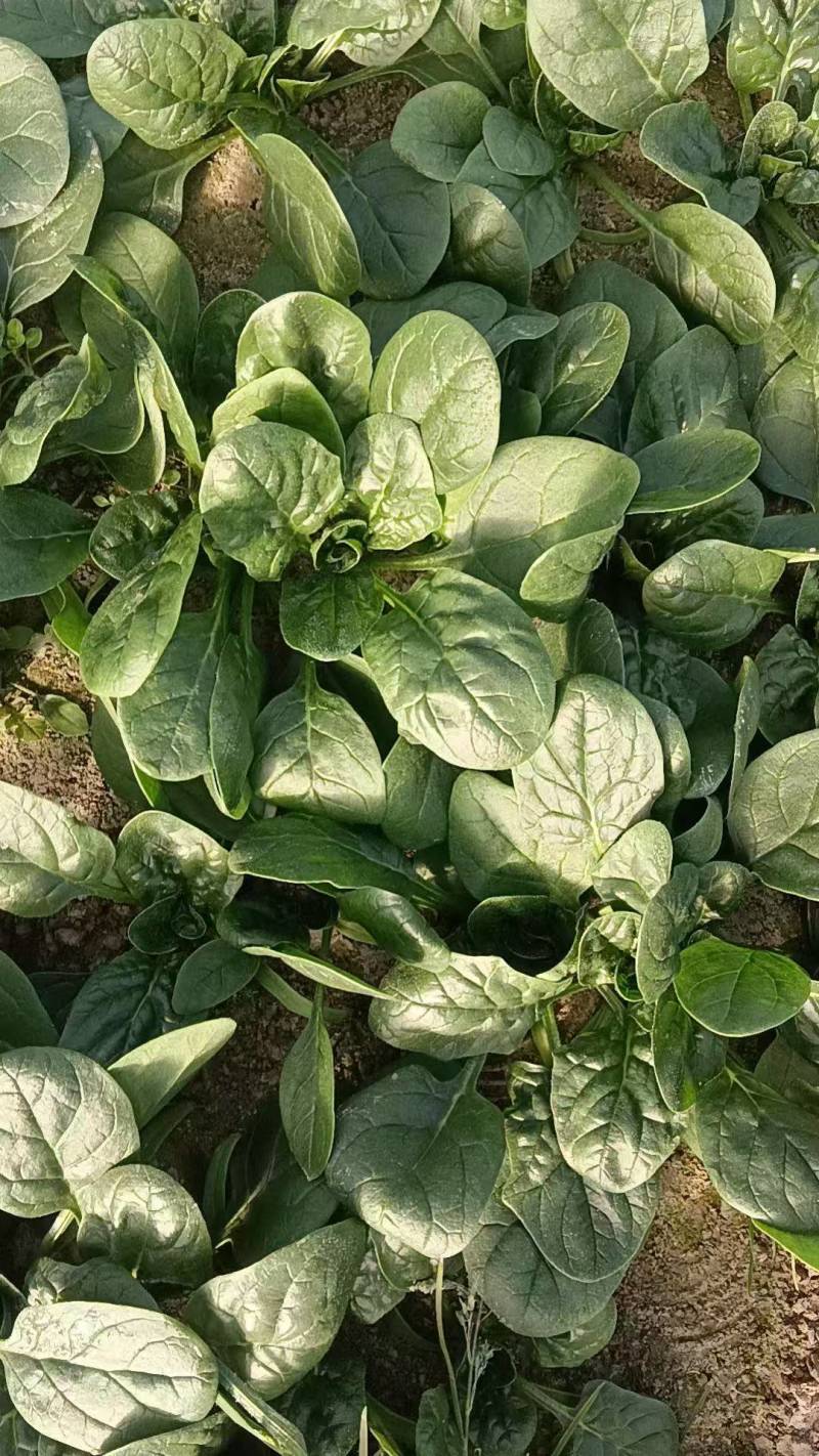 菠菜趴地菠菜新鲜现挖产地直供量大从优一手货源欢迎来电