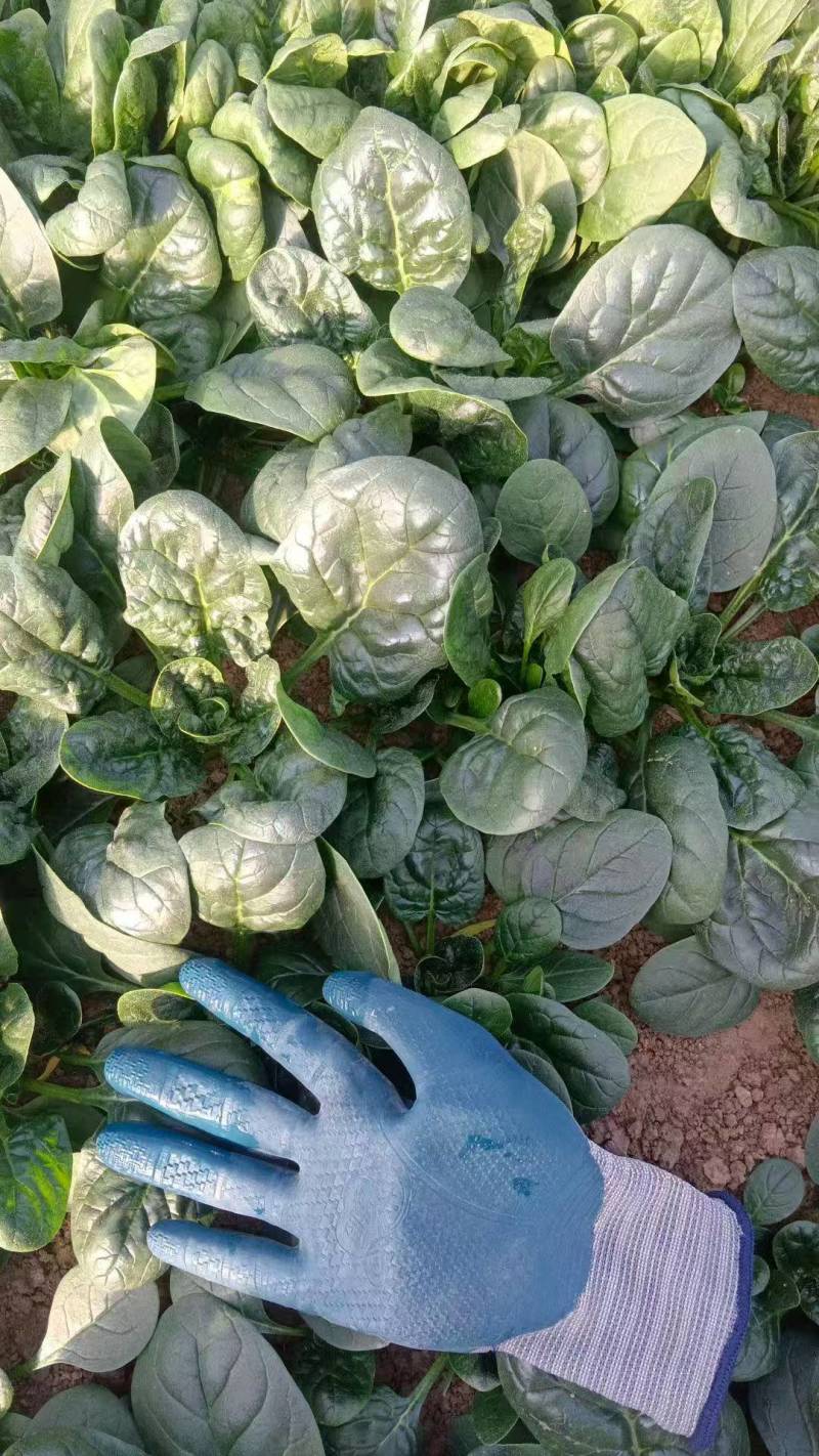 菠菜趴地菠菜新鲜现挖产地直供量大从优一手货源欢迎来电