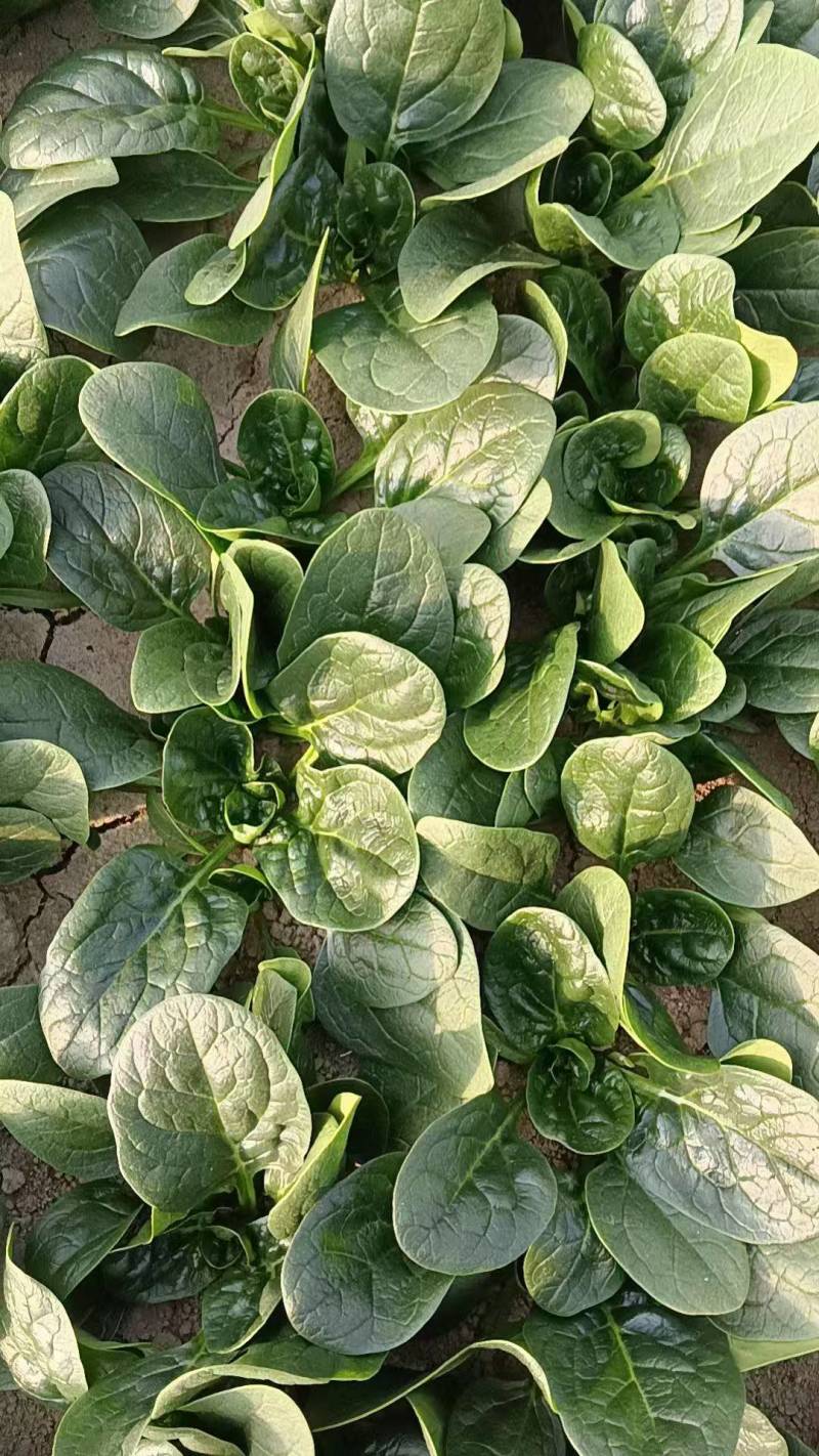 菠菜趴地菠菜新鲜现挖产地直供量大从优一手货源欢迎来电