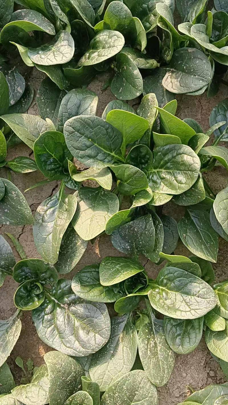 菠菜趴地菠菜新鲜现挖产地直供量大从优一手货源欢迎来电