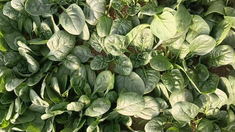 菠菜趴地菠菜新鲜现挖产地直供量大从优一手货源欢迎来电