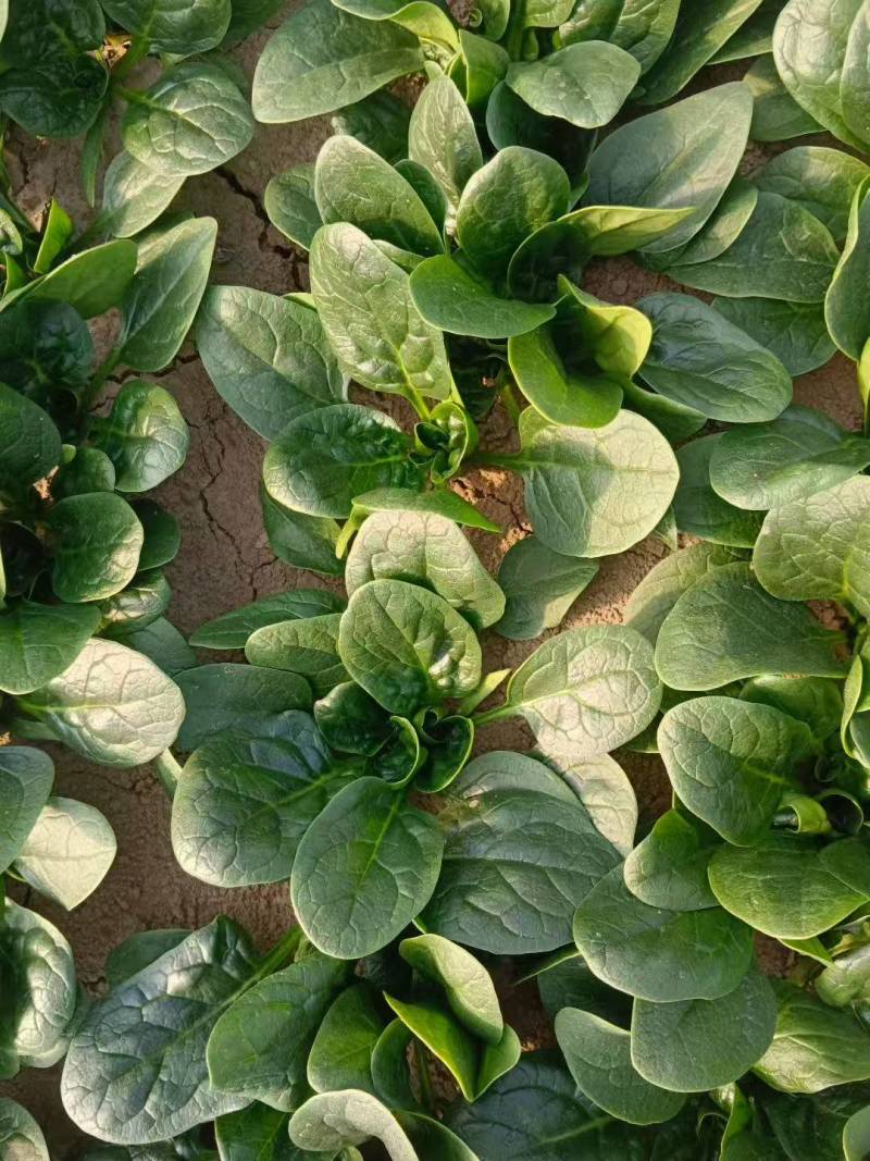 菠菜趴地菠菜新鲜现挖产地直供量大从优一手货源欢迎来电