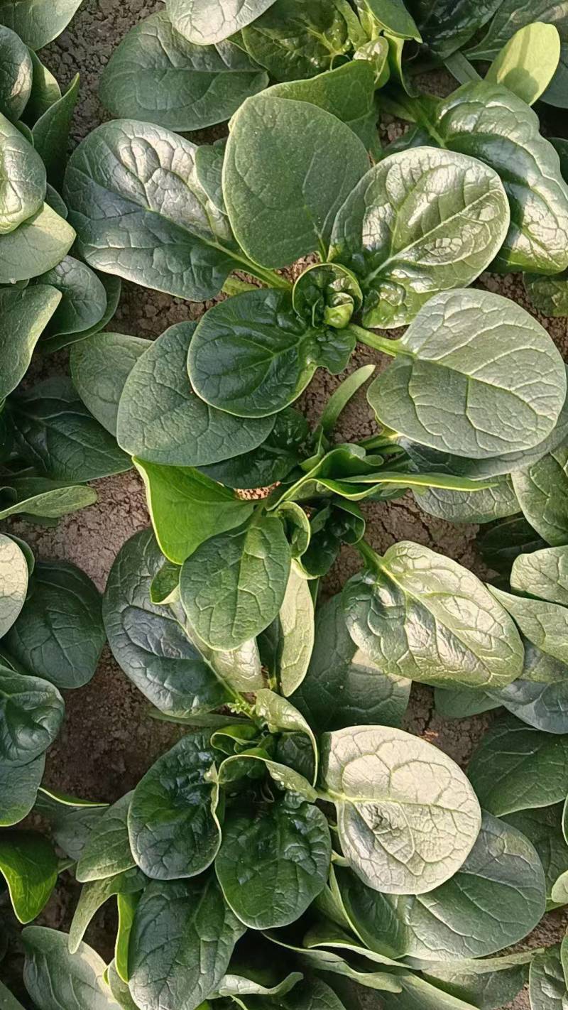 菠菜趴地菠菜新鲜现挖产地直供量大从优一手货源欢迎来电