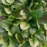 菠菜趴地菠菜新鲜现挖产地直供量大从优一手货源欢迎来电
