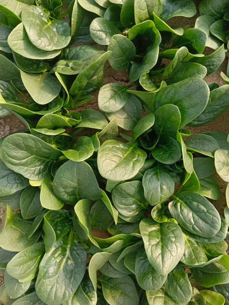 菠菜趴地菠菜新鲜现挖产地直供量大从优一手货源欢迎来电