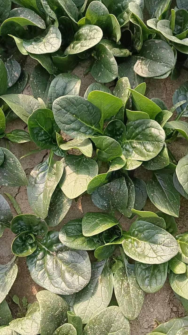 菠菜趴地菠菜新鲜现挖产地直供量大从优一手货源欢迎来电