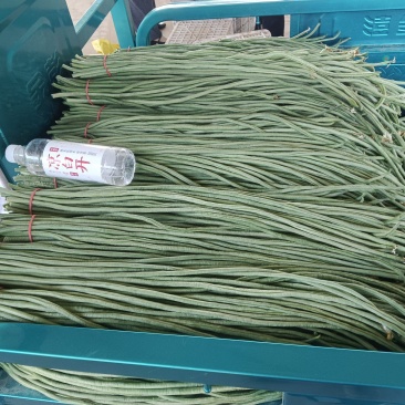 精品长豆角