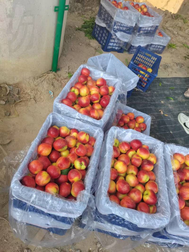 安徽宿州砀山精品油桃产地发货一手货源批发品质保证价格美丽！