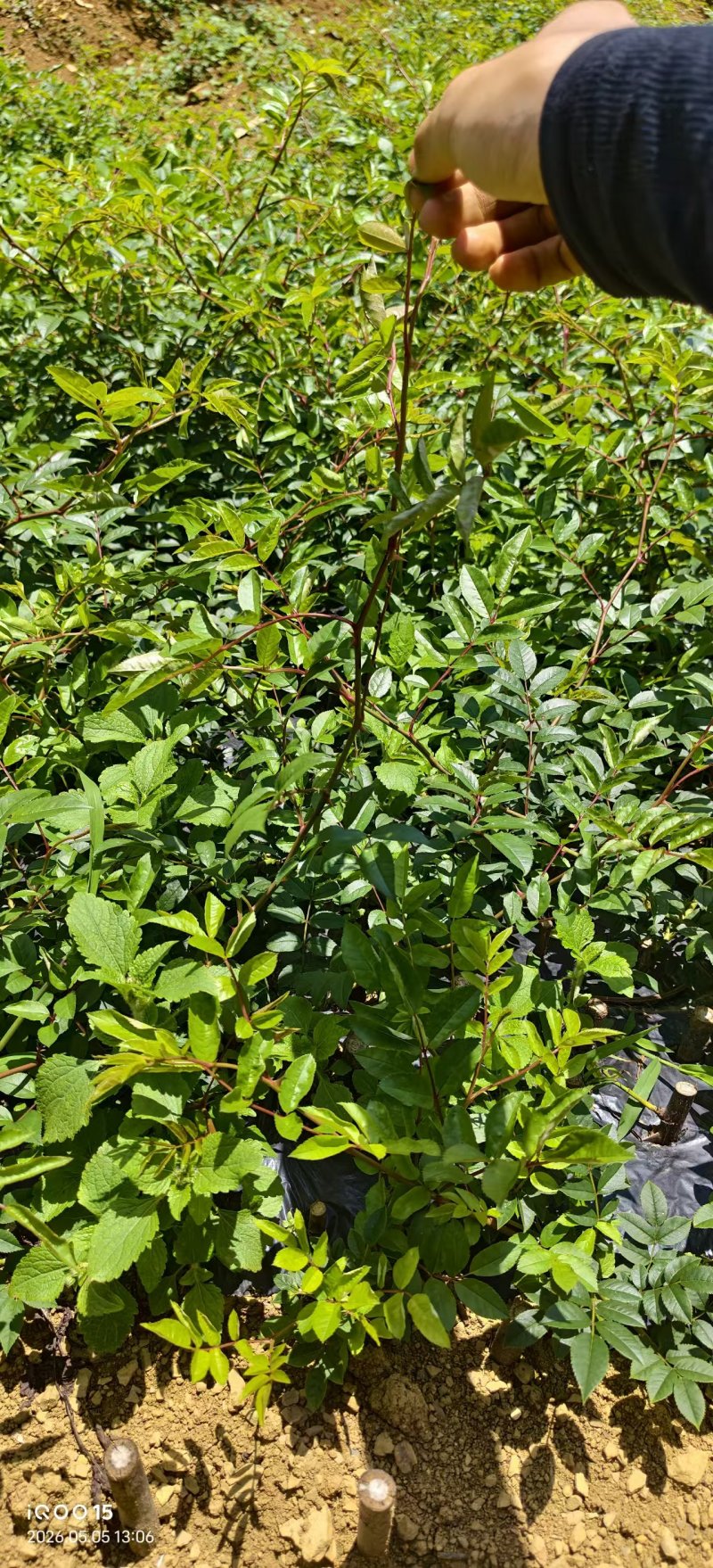 贵州纯种金刺梨苗产地直供，根系健壮成活率高，挂果早稳产，