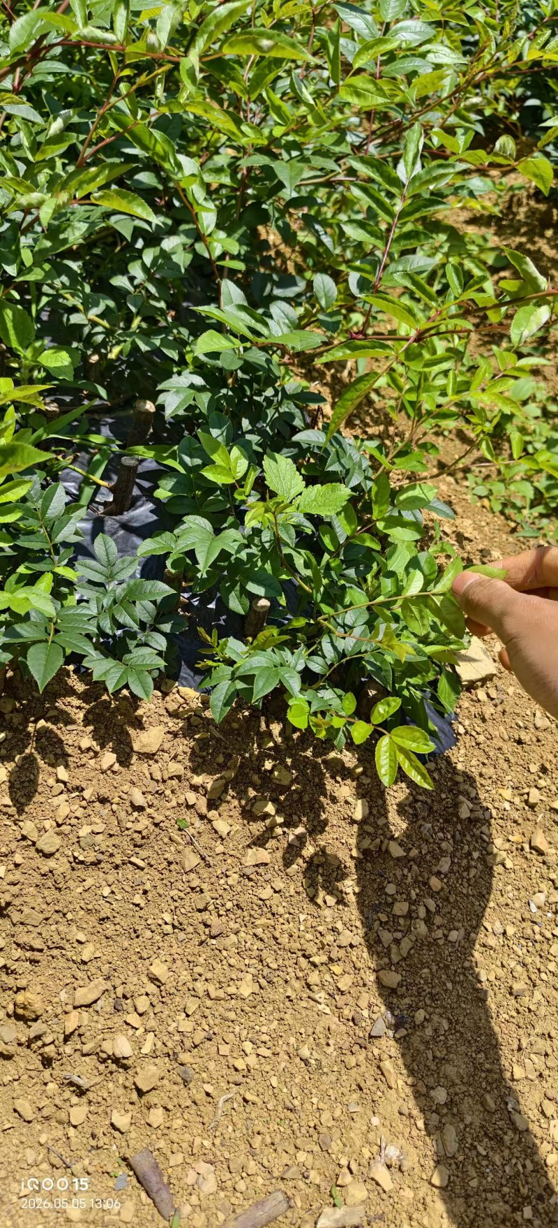 贵州纯种金刺梨苗产地直供，根系健壮成活率高，挂果早稳产，