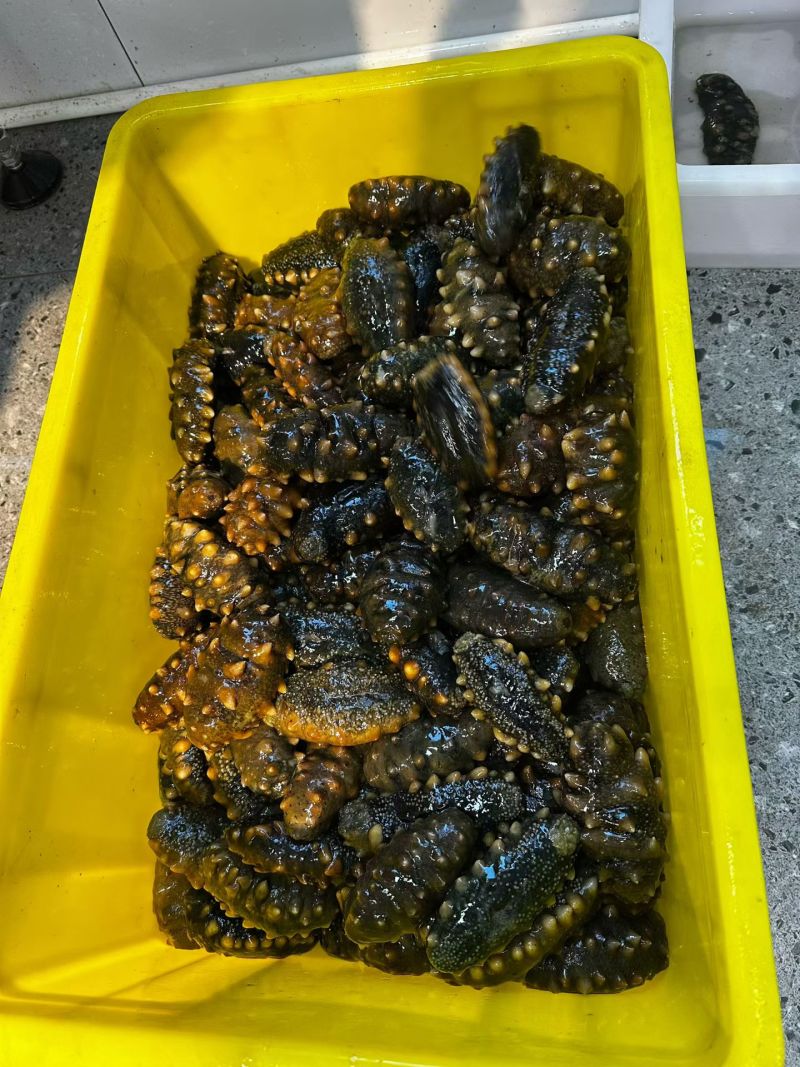 大连辽刺参