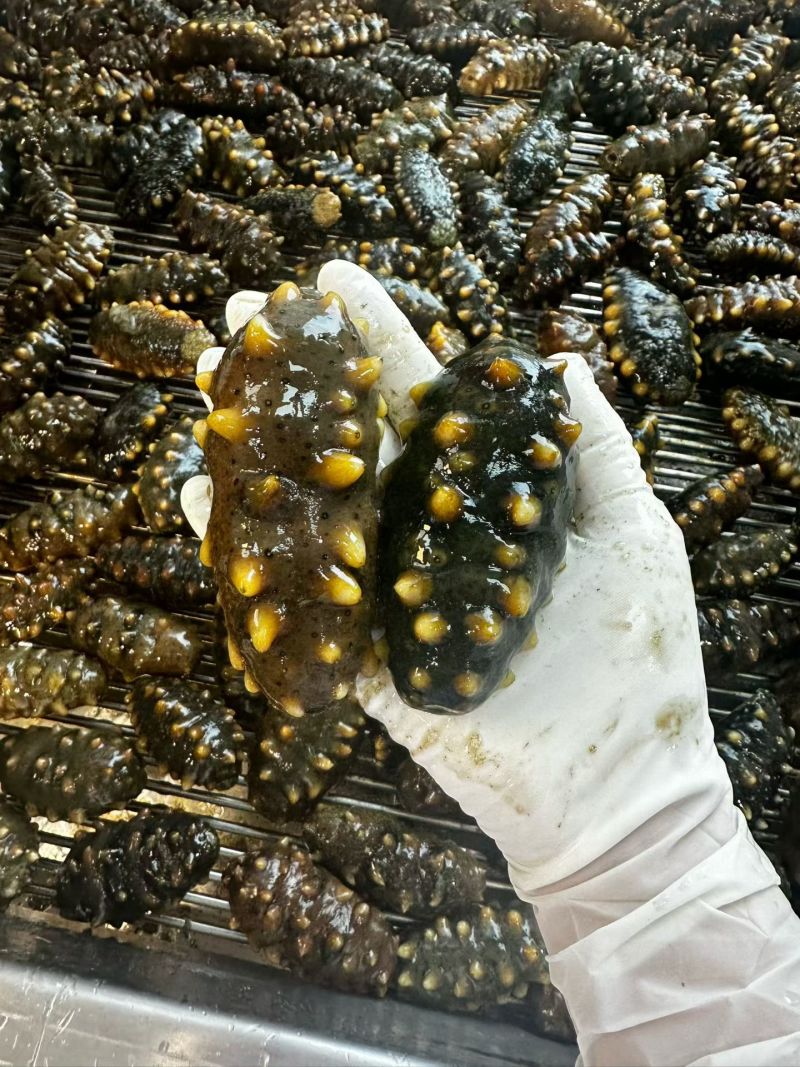 大连辽刺参