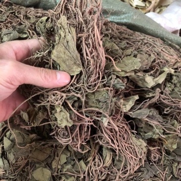 秦岭野生细辛全草干货金耳环正宗野生土细辛南细辛一块瓦苕叶