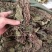 秦岭野生细辛全草干货金耳环正宗野生土细辛南细辛一块瓦苕叶